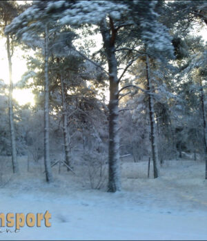 Sneeuw in het bos