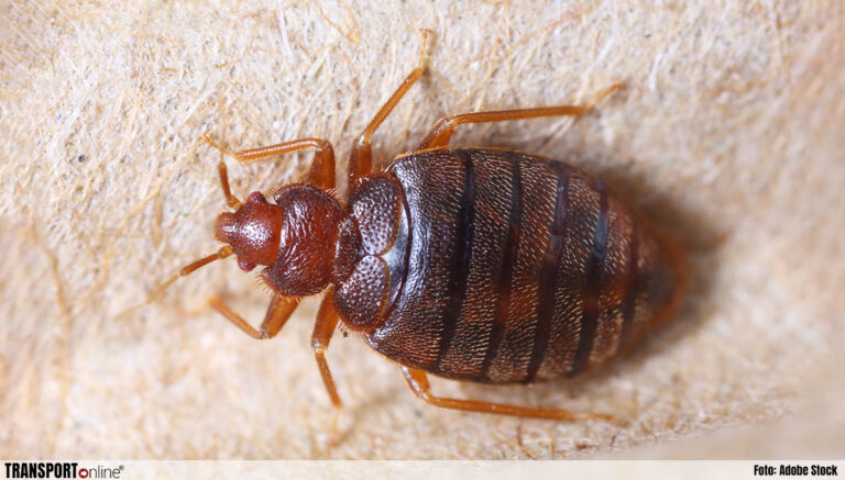 Heattreatment: de oplossing voor insecten in de transport- en logistieke sector