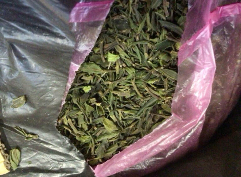 Douane treft 700 kilo qat aan in vrachtlading op Schiphol