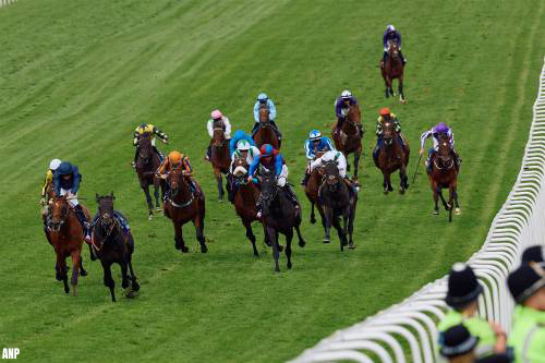 racepaarden