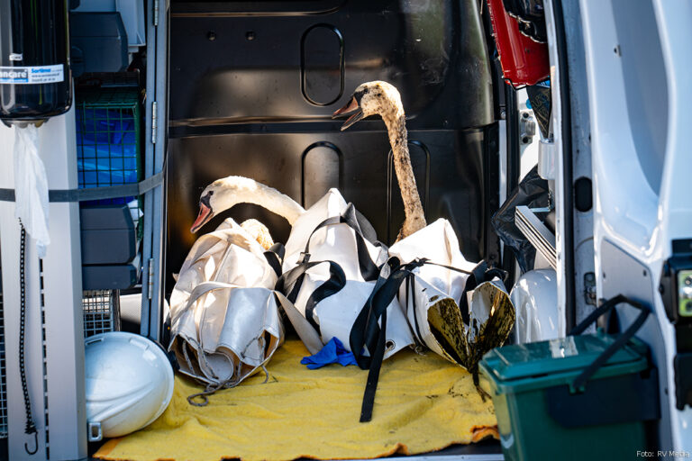 Zwanen met olie besmeurd door lekkage in Rotterdamse Botlek [+foto]