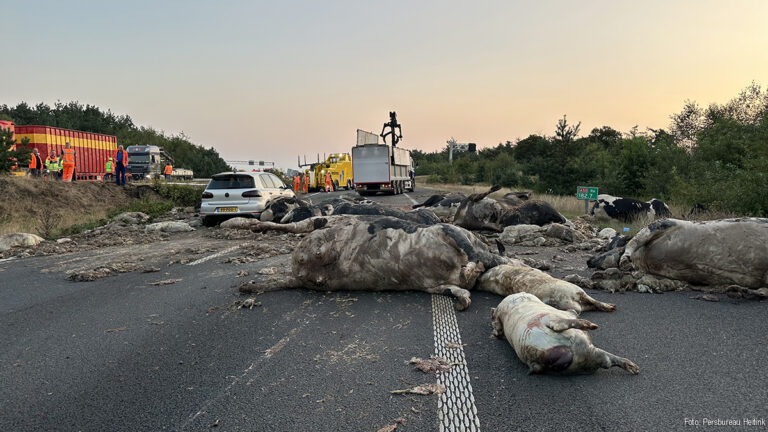 A50 bezaaid met slachtafval en kadavers na ongeval met vrachtwagen [+foto]