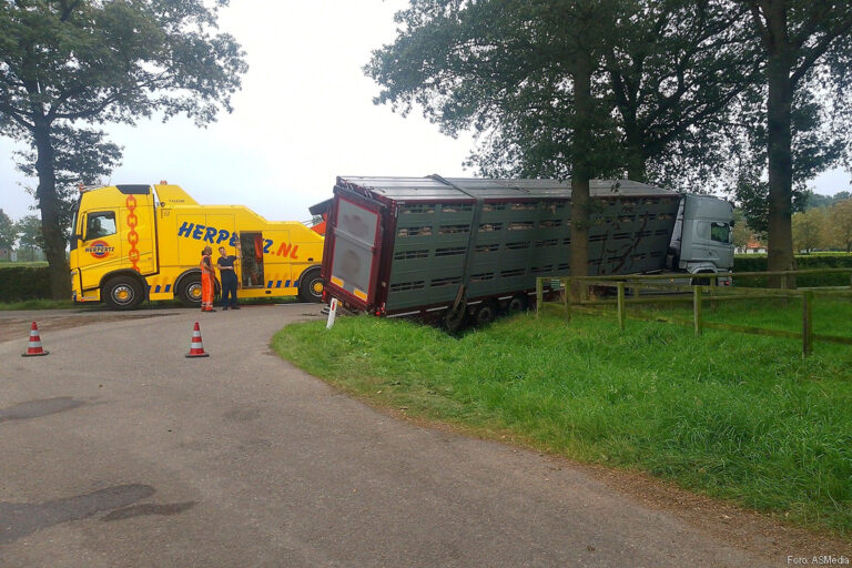 Vrachtwagen met biggen vast in greppel [+foto’s]