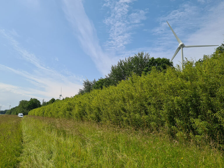 Proef afgerond, innovatief bamboescherm geen alternatief voor gewoon geluidscherm