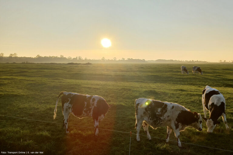 Steeds meer melkkoeien permanent op stal
