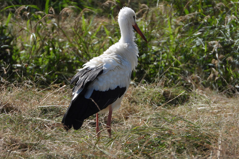 Stichting roept op om ooievaars te tellen dit weekend