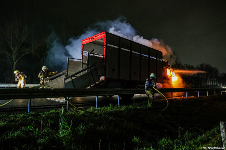 Vrachtwagen met koeien in brand op A7