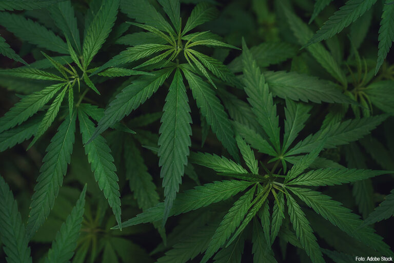 Grote lading hennep gevonden in een vrachtwagen in Dordrecht