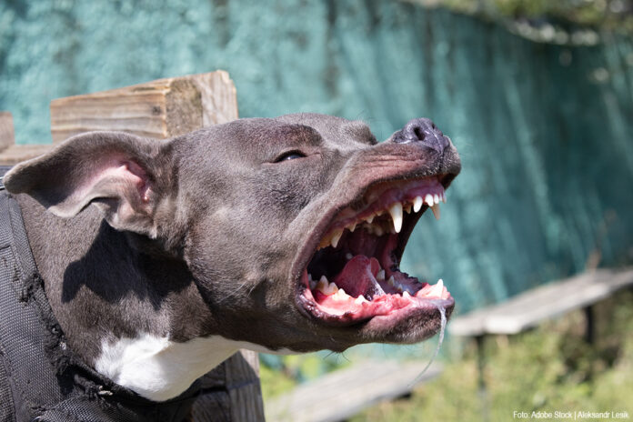 Agressieve hond