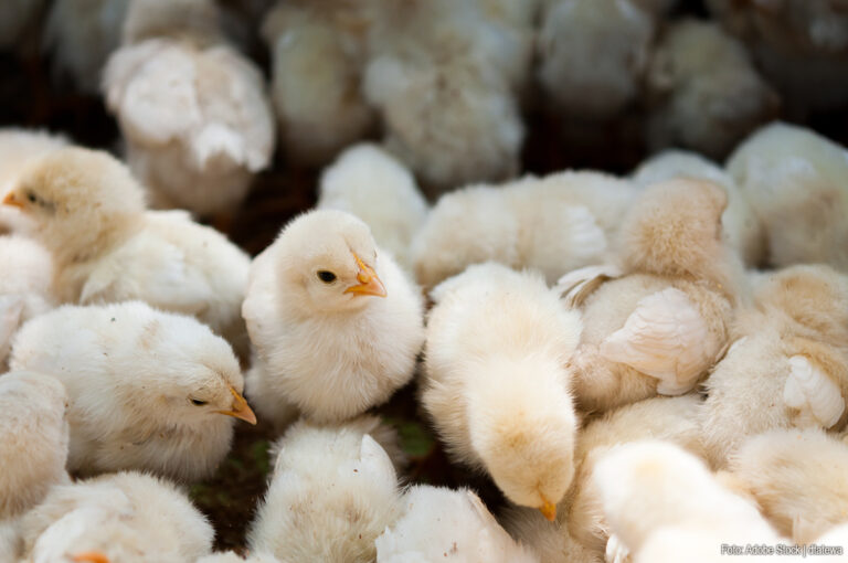 Pluimveetransporteur verliest bezwaar tegen dwangsom na herhaalde overtreding Transportverordening