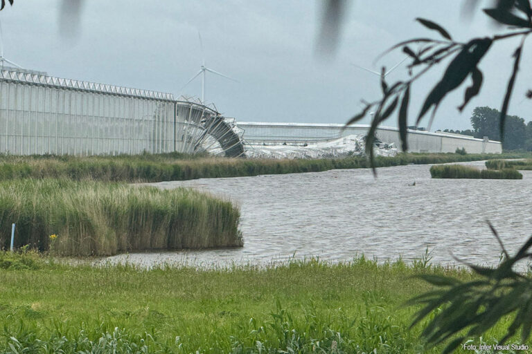 Tomatenkas van 9 hectare stort in bij Agro Care in Middenmeer