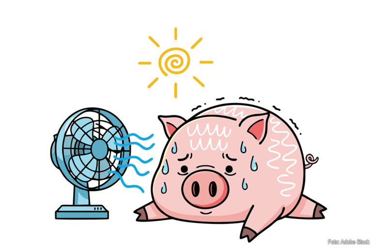 Hitteprotocol geactiveerd: aanpassingen in veetransport tijdens tropisch weekend