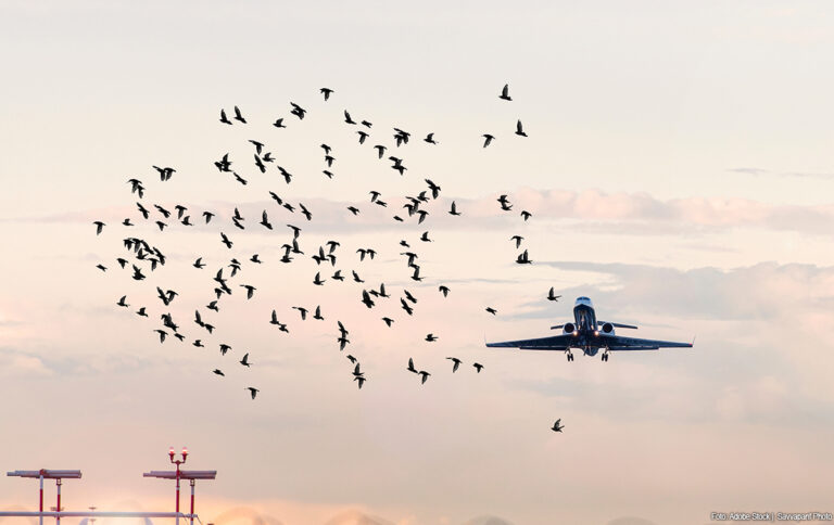 Nieuwe afspraken om risico vogelaanvaringen rond Schiphol terug te dringen