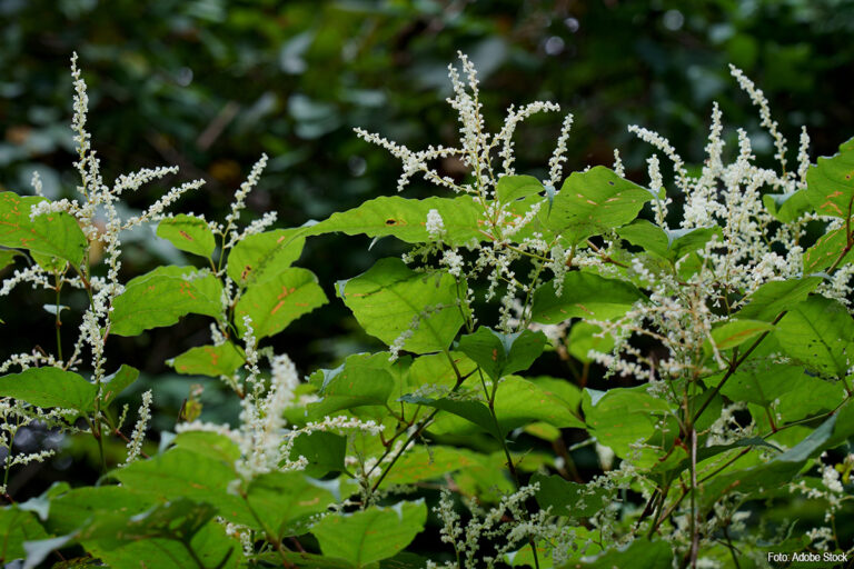 Aanpak Japanse duizendknoop: toerit A2 Echt ruim twee weken afgesloten