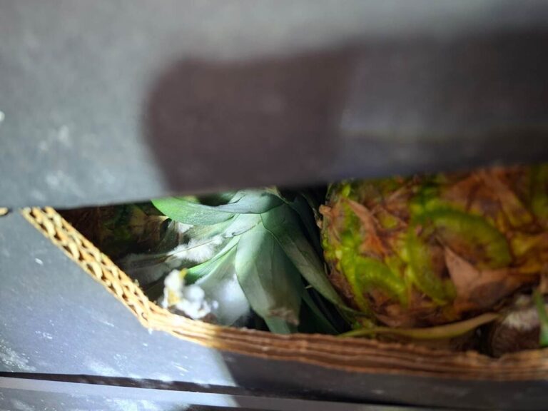 Douane ontdekt 78 kilo cocaïne in ananasdozen bij koelopslag in Breda [+foto’s]