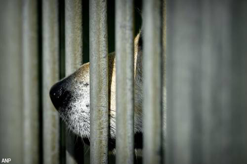 Belgische vrouw krijgt celstraf voor vasthouden man in hondenhok