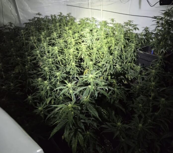 Wietplantage brugpijler Jan Blankebergbrug