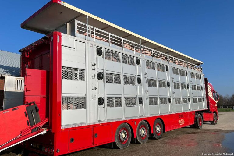 Vee&Logistiek Nederland kritisch op verbod veetransport boven 30°C: ‘grote praktische problemen voor sector’