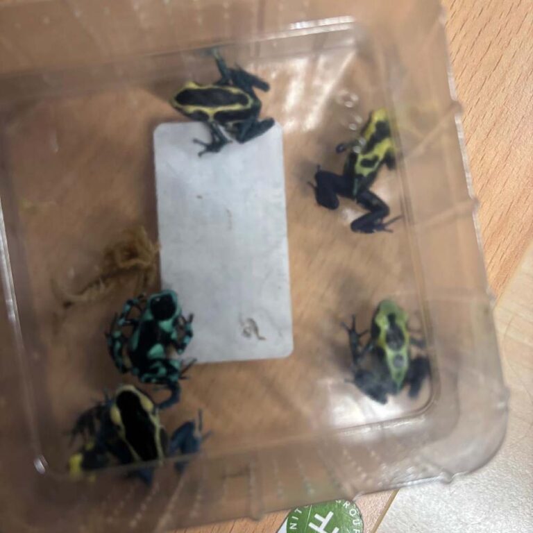 Douane treft boomgifkikkers, verentooien en illegale medicijnen aan op Schiphol [+foto’s]