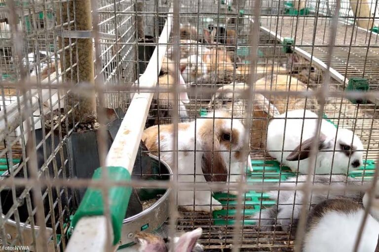 NVWA neemt 1.800 konijnen, 127 honden en tientallen pups in bewaring in Zuid-Holland
