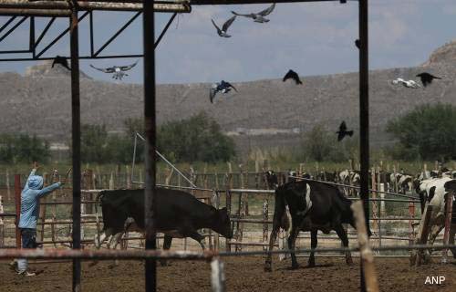 Verenigde Staten gaan verbod op import Mexicaans vee opheffen