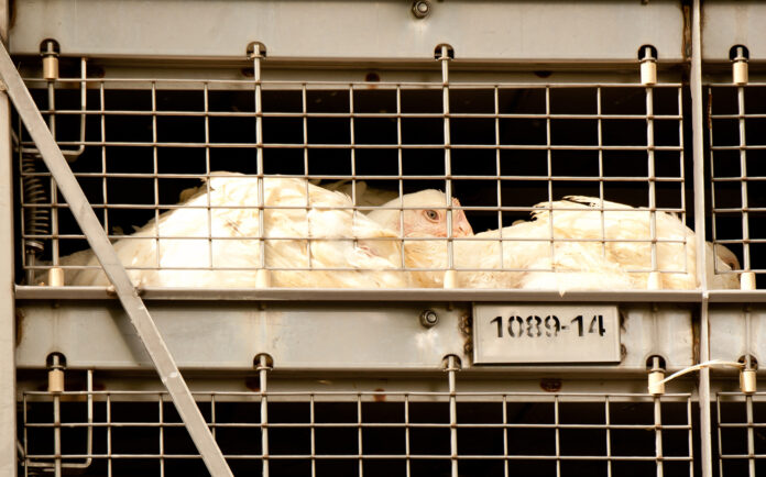 Animal Rights Kippen
