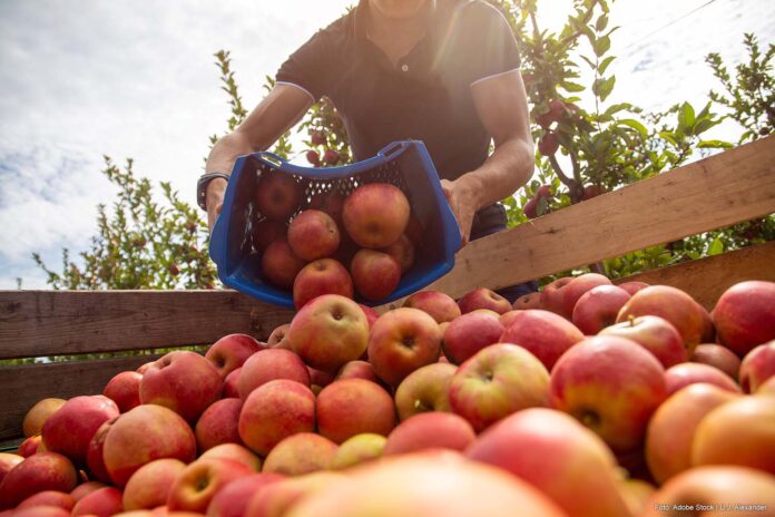 Appels Plukken