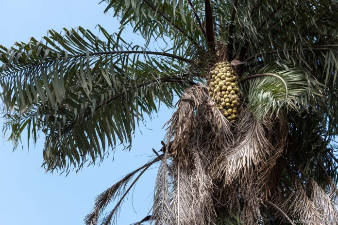 Macauba palm