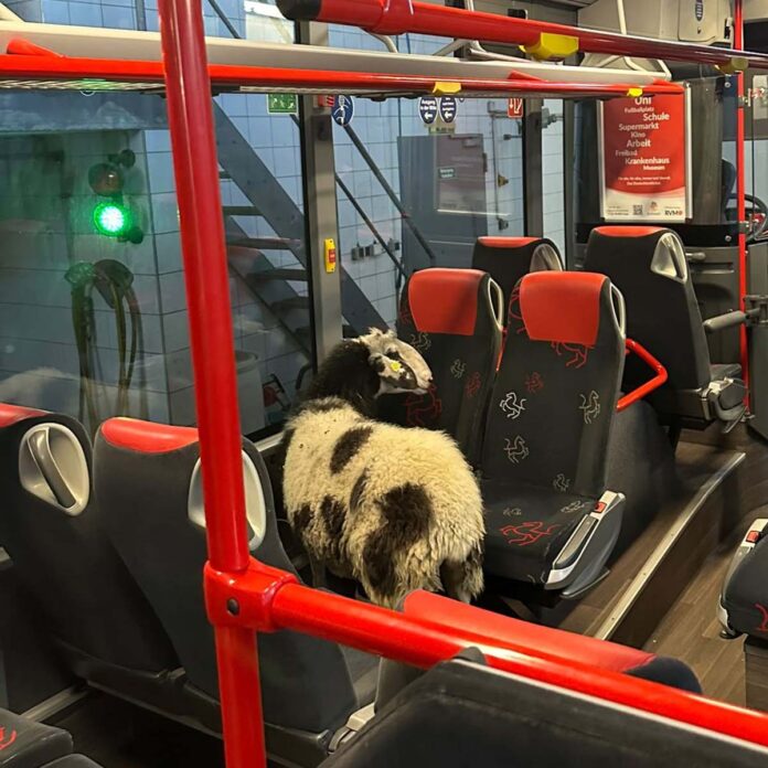 Schaap in de bus