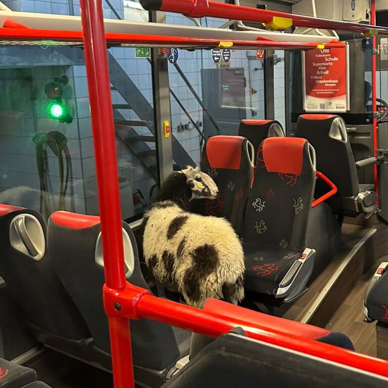 Politie treft wel heel bijzondere zwartrijder aan in Duitse lijnbus