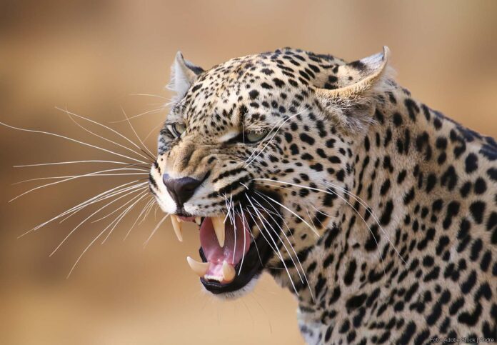 Panter