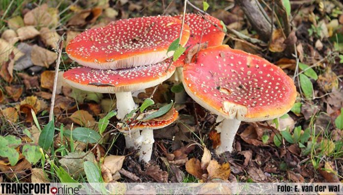 paddestoelen